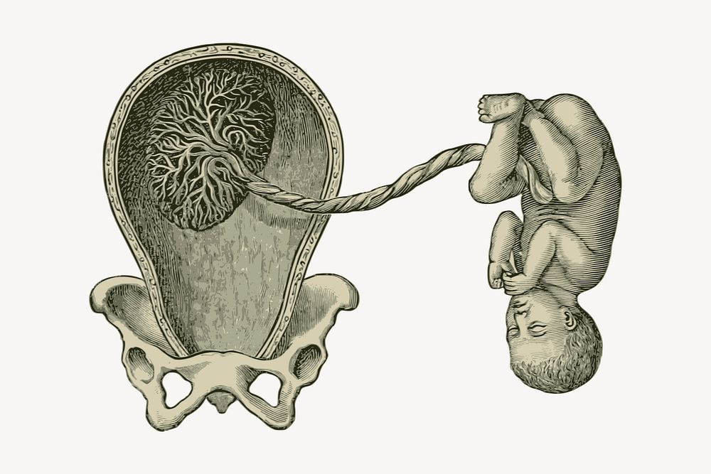 Pregnancy collage element, drawing illustration vector. Free public domain CC0 image.
