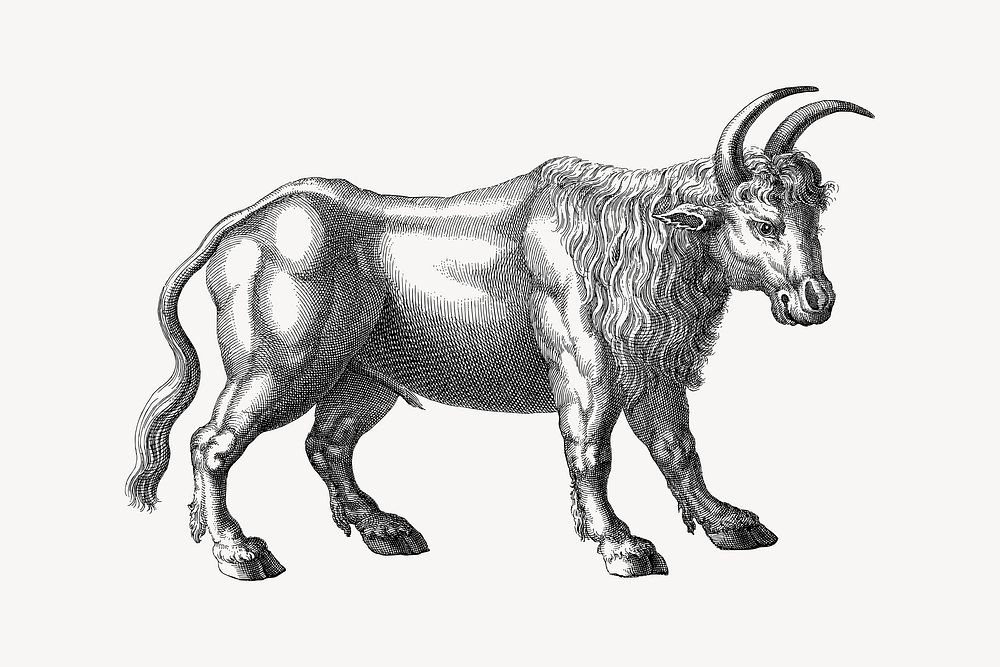 Bull collage element, drawing illustration vector. Free public domain CC0 image.