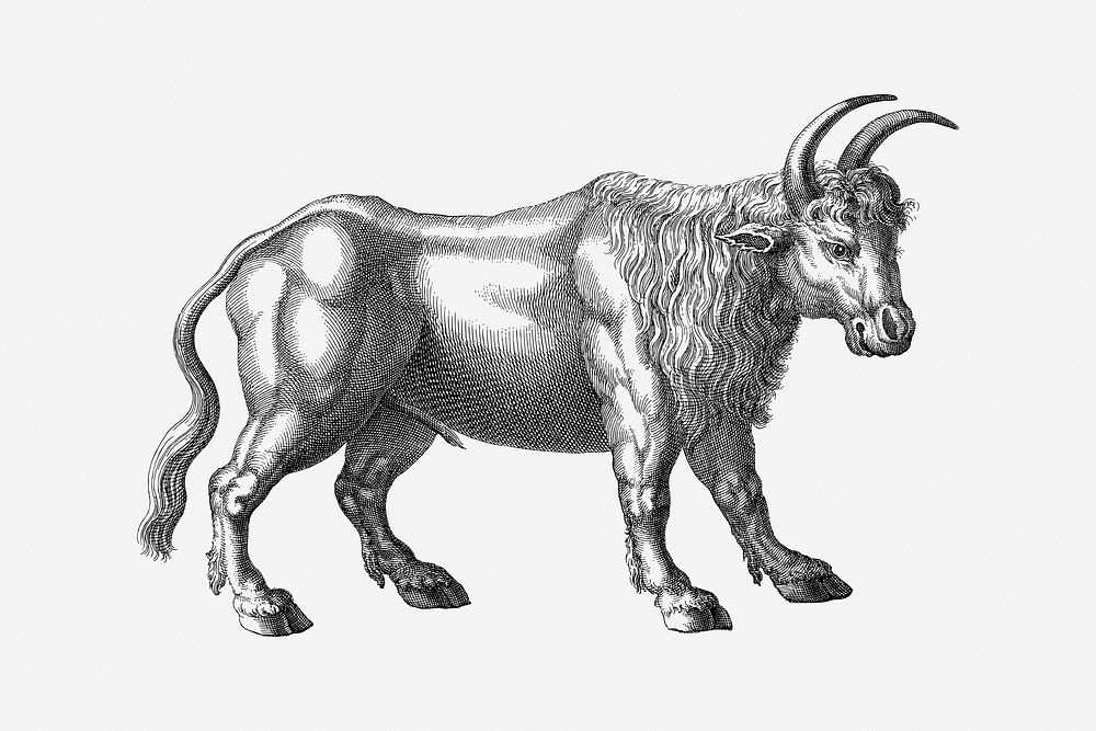 Bull, vintage drawing illustration. Free public domain CC0 image.