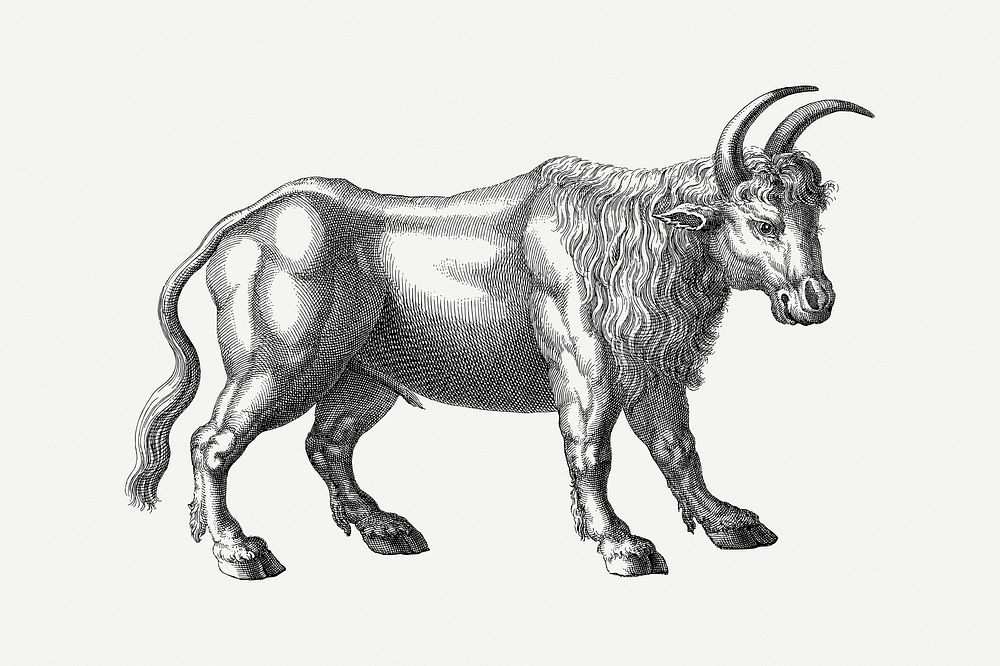 Bull clipart, vintage illustration psd. Free public domain CC0 image.