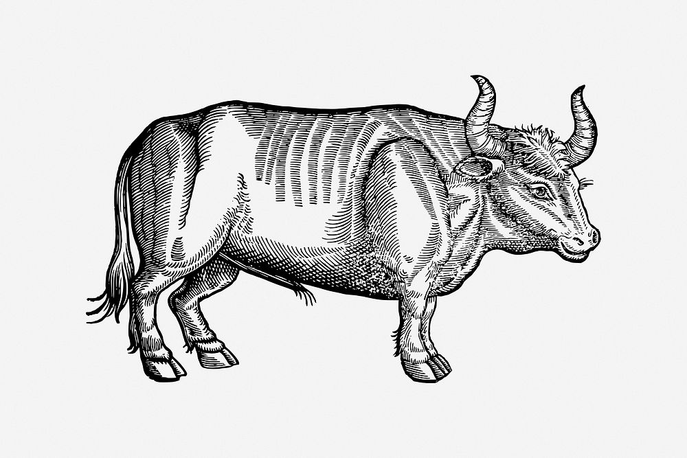 Ox, vintage drawing illustration. Free public domain CC0 image.