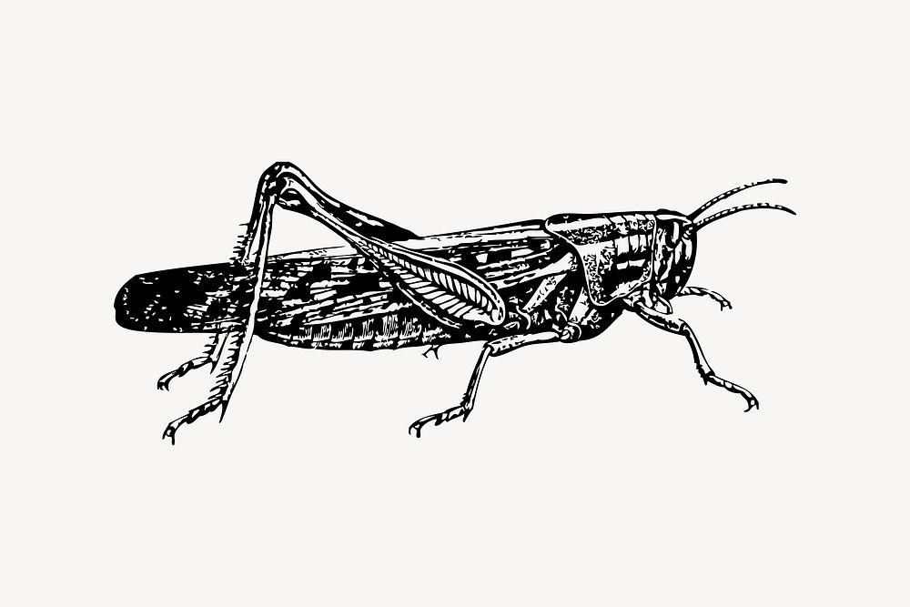 Locust clipart, vintage illustration vector. Free public domain CC0 image.