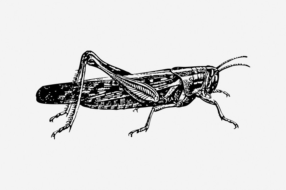 Locust, black & white illustration. Free public domain CC0 image.