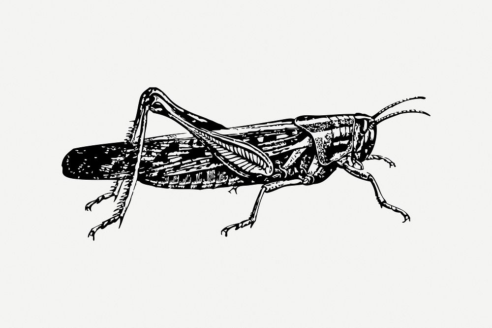 Locust collage element, black & white illustration psd. Free public domain CC0 image.