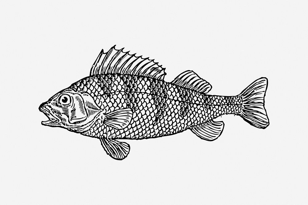 Fish, black & white illustration. Free public domain CC0 image.