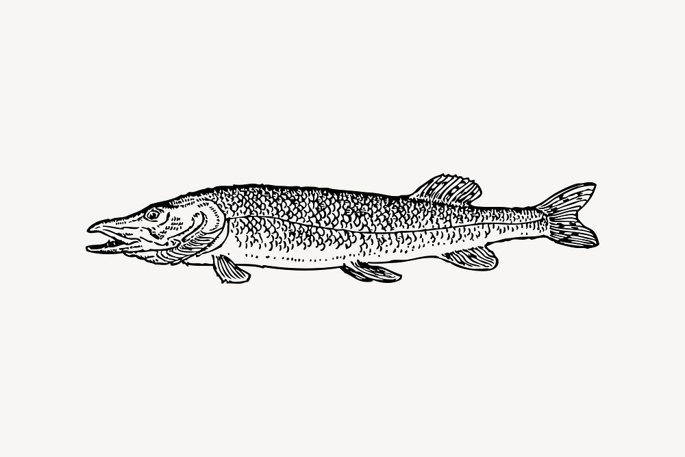 Pike fish clipart, vintage illustration vector. Free public domain CC0 image.