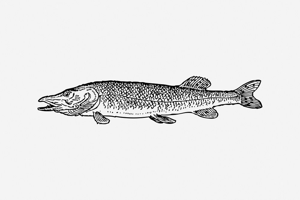 Pike fish, black & white illustration. Free public domain CC0 image.