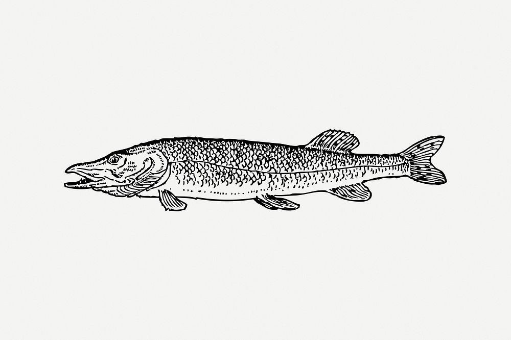 Pike fish collage element, black & white illustration psd. Free public domain CC0 image.