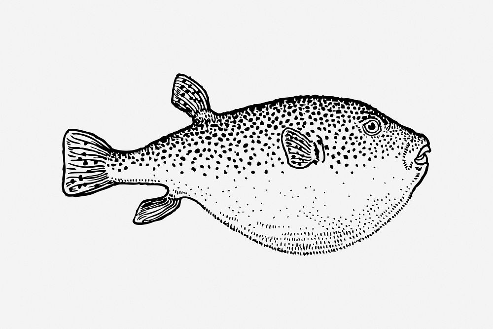 Blowfish, black & white illustration. Free public domain CC0 image.