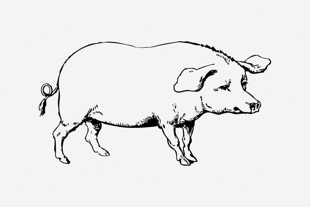 Pig, black & white illustration. Free public domain CC0 image.