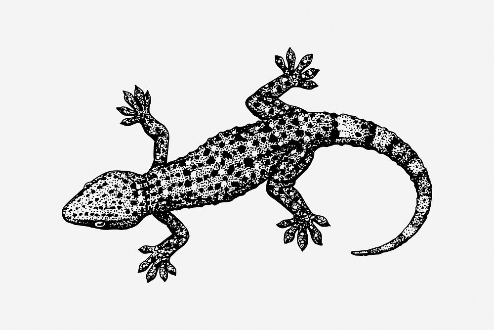 Gecko, black & white illustration. Free public domain CC0 image.