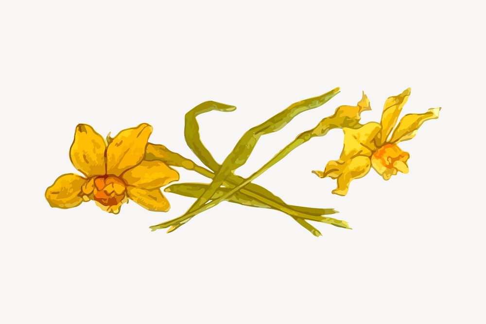 Flower clipart, botanical illustration psd. Free public domain CC0 image