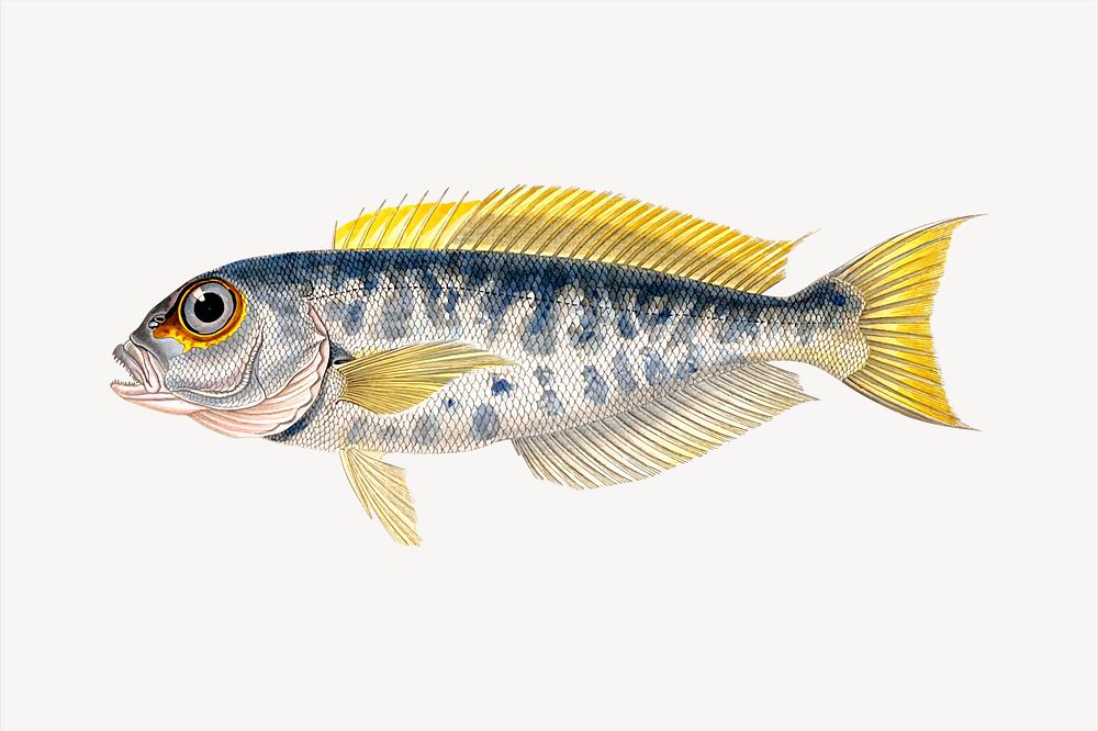 Goldeye fish clipart, animal illustration. Free public domain CC0 image.