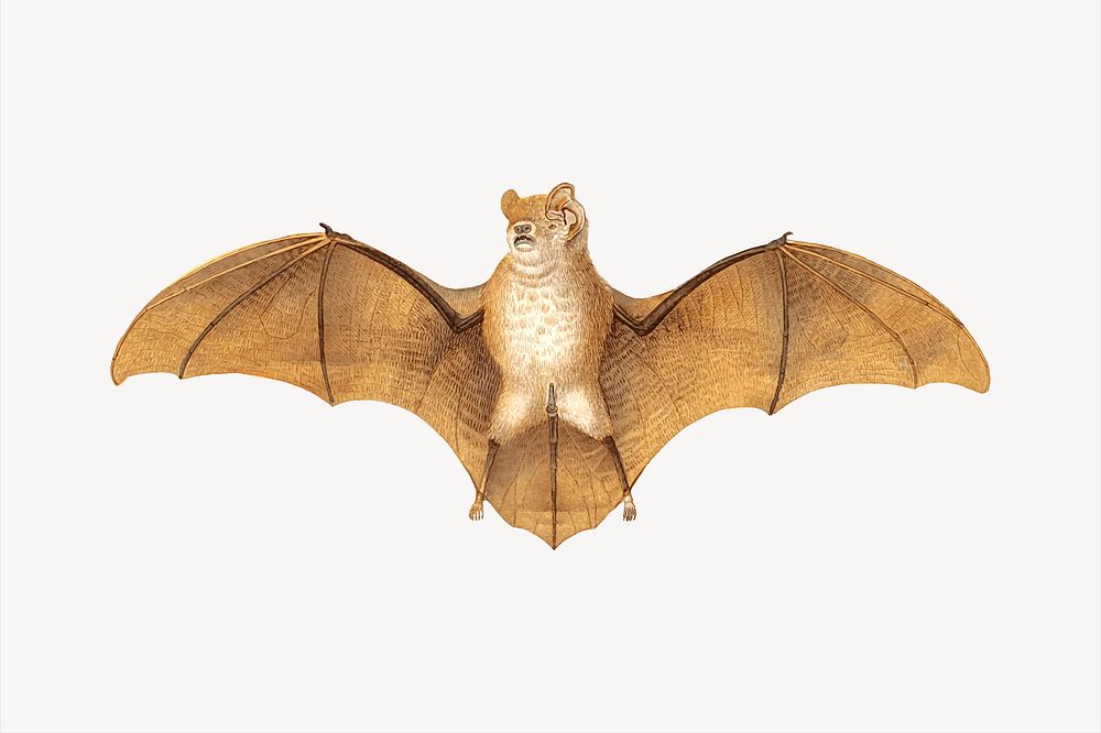 Bat collage element, animal illustration vector. Free public domain CC0 image.