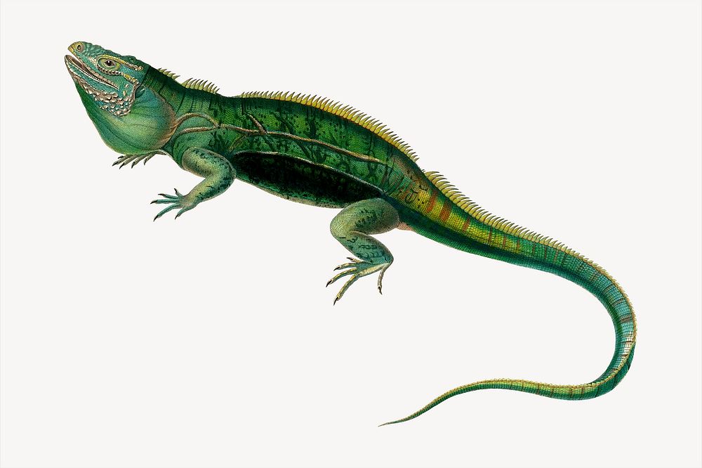 Iguana clipart, animal illustration. Free public domain CC0 image.