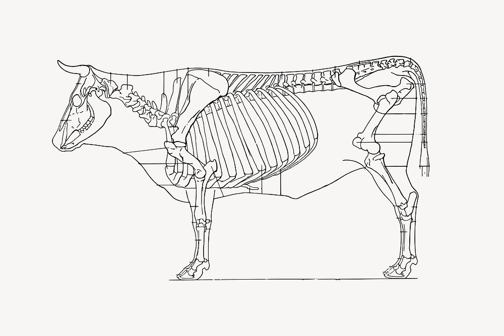 Cow diagram drawing, black and white illustration vector. Free public domain CC0 image.