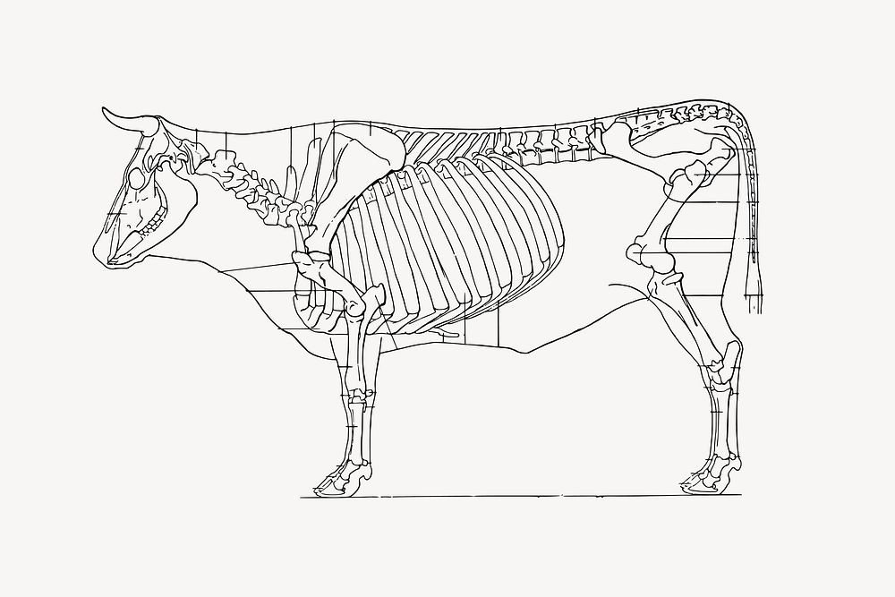 Cow diagram illustration, black and white drawing. Free public domain CC0 image.