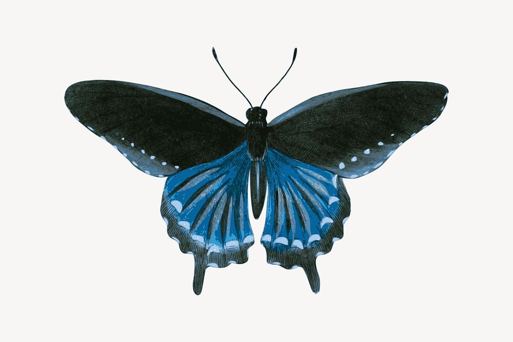 Blue butterfly illustration. Free public domain CC0 image.