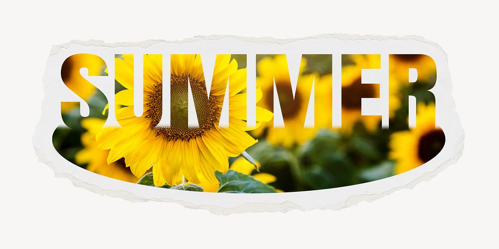 Summer word, sunflower on torn paper, floral design