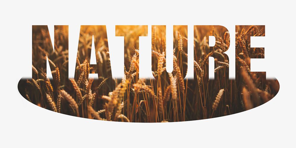 Nature word, barley field  design typography
