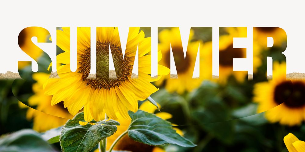 Summer word border, ripped paper, sunflower typography