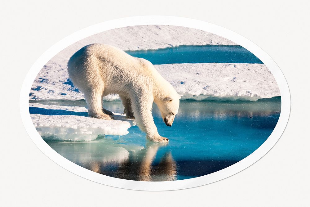 Polar bear in Antarctica, global warming clipart