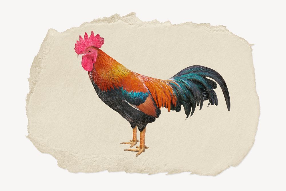 Rooster, chicken sticker, ripped paper collage element psd