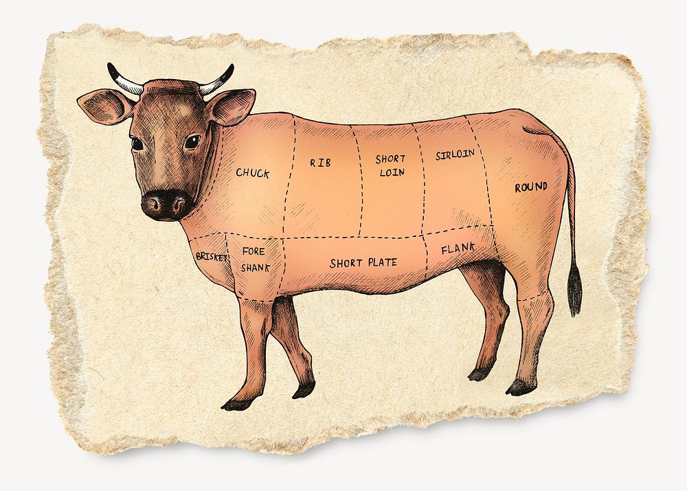 Cow diagram, ripped paper collage element psd