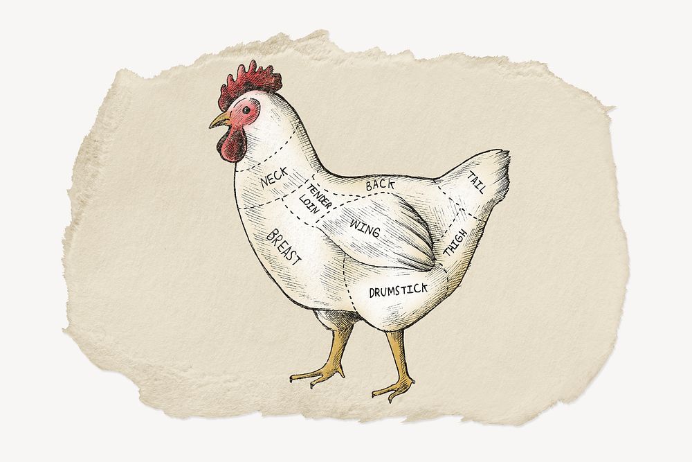 Chicken diagram, ripped paper collage element psd