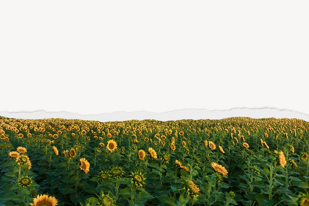 Sunflower field border background on torn paper