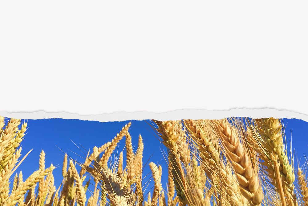 Wheat field border background on torn paper