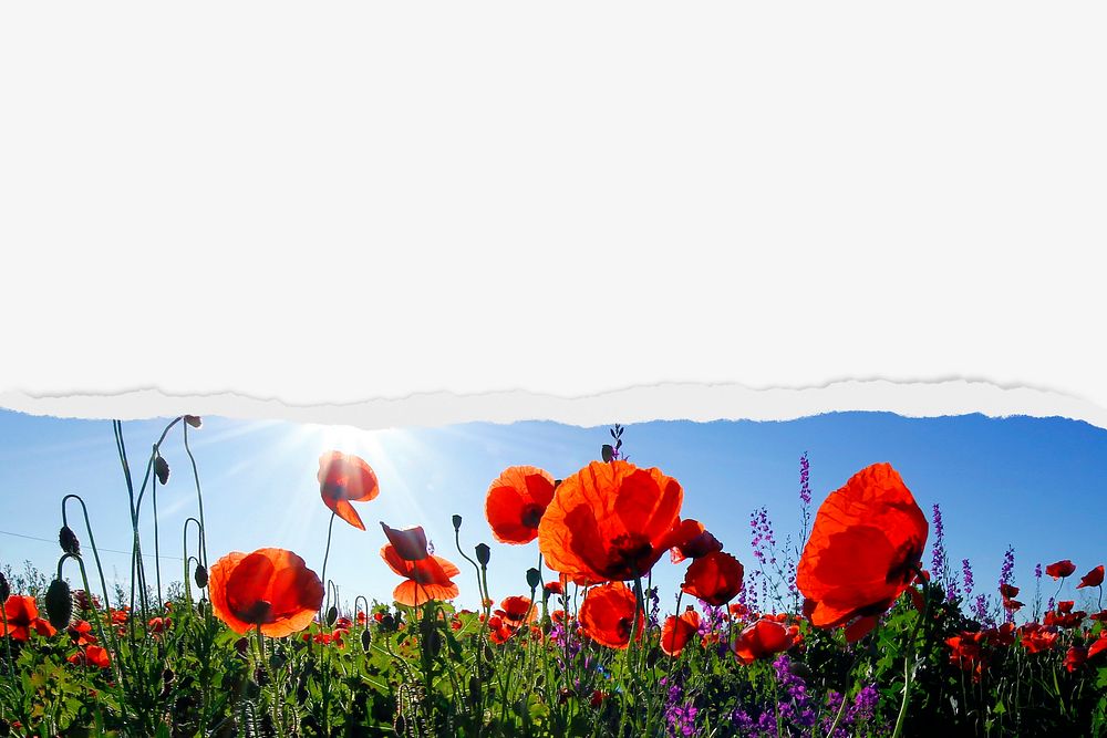 Red poppies border background on torn paper