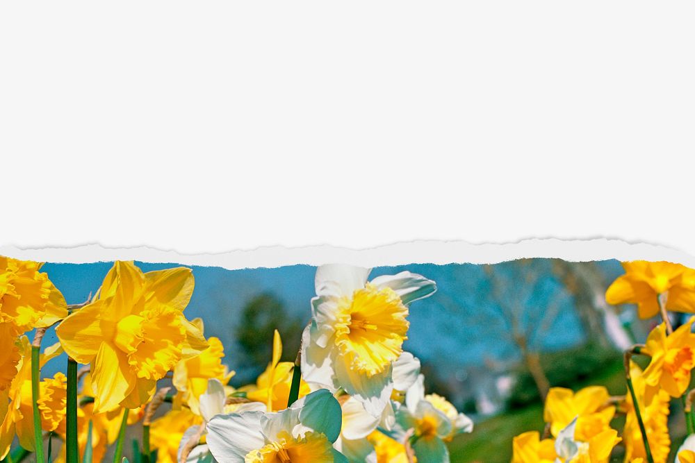 Daffodil border background on torn paper