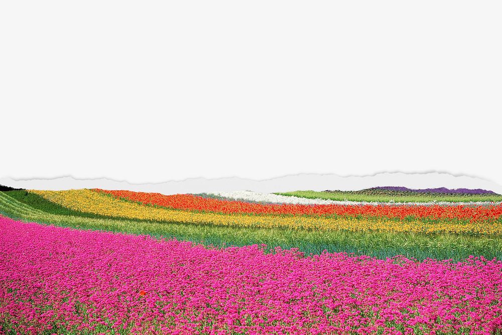 Flower field border background on torn paper