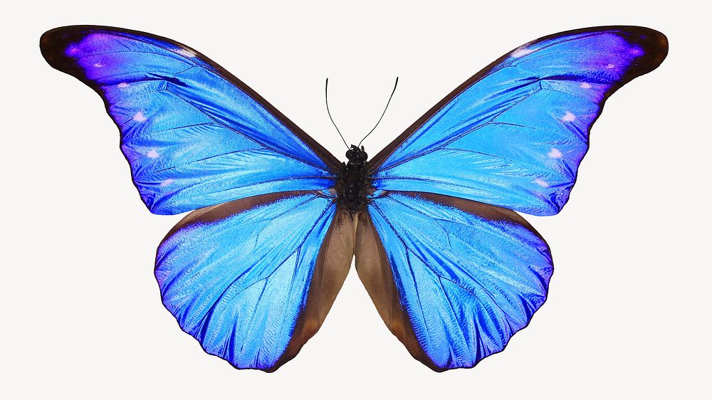 Blue butterfly sticker, aesthetic insect image psd