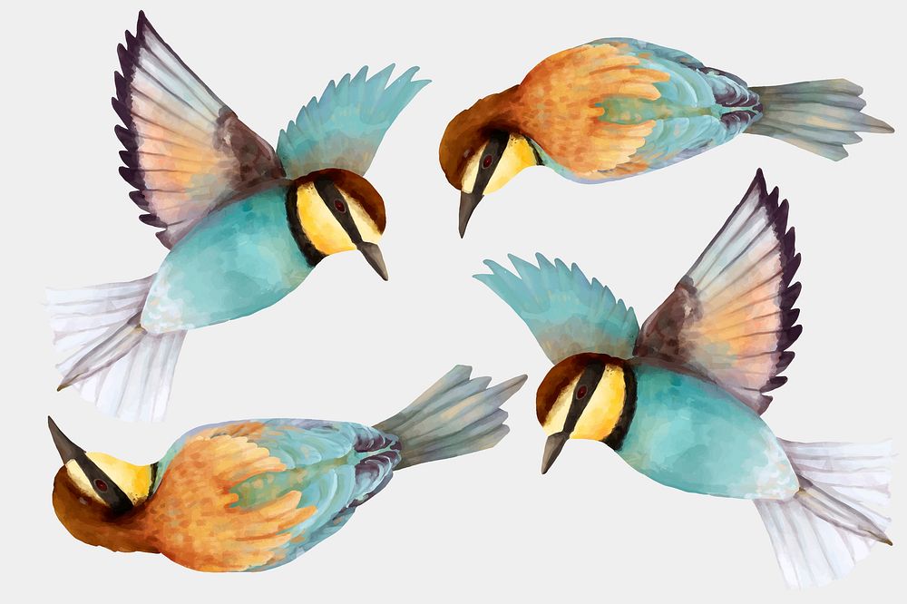 Bee eater bird vector hand drawn illustration set