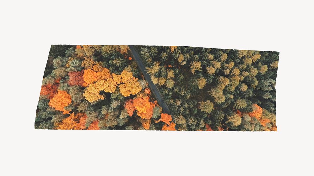 Autumn forest washi tape design on white background
