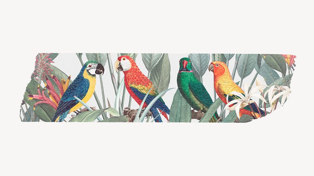 New World parrots, colorful birds tape on off white background