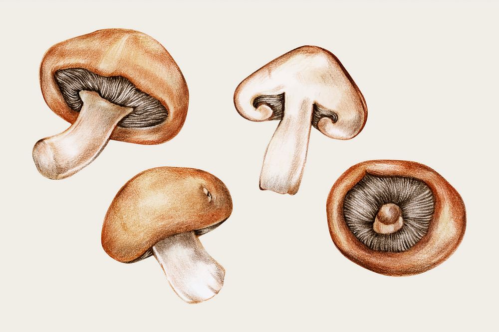 Fresh mushroom vintage vector hand-drawn set
