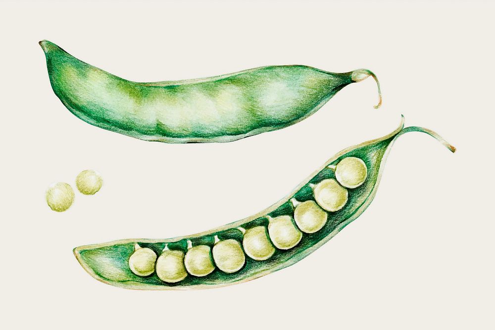 Green peas vintage vector hand-drawn