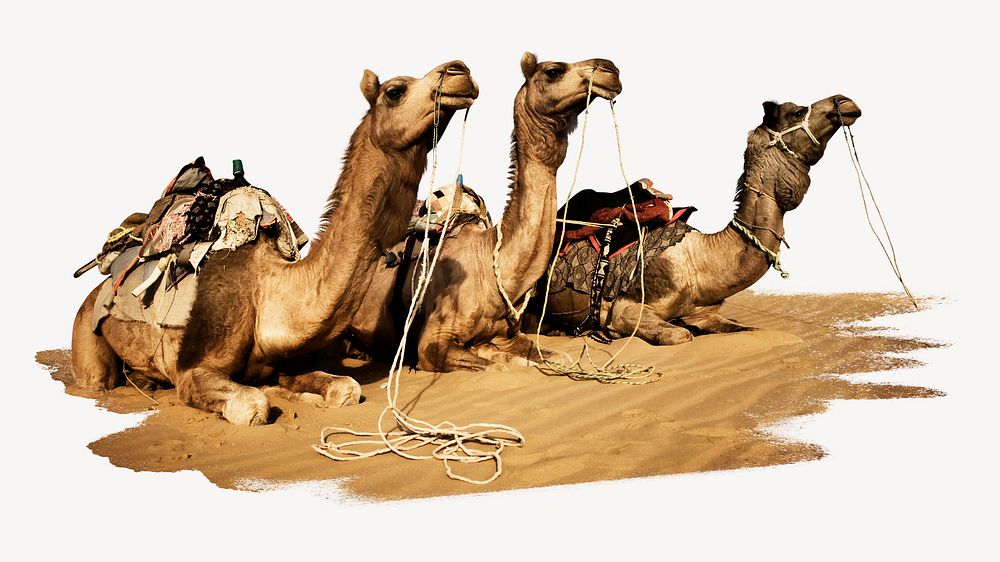 Group of camels collage element psd