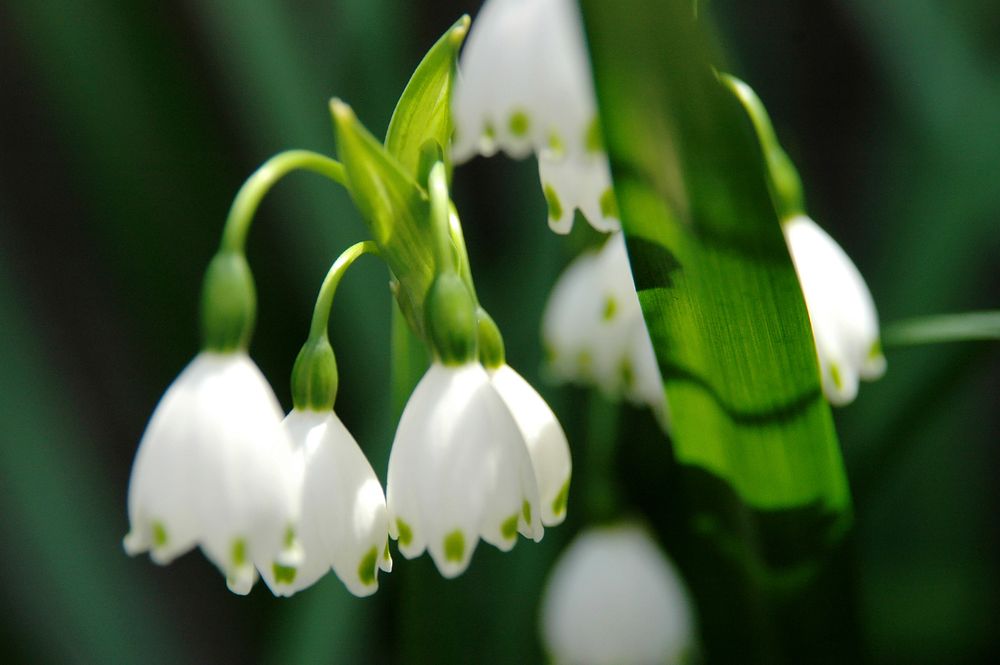 Snowdrops in Japan