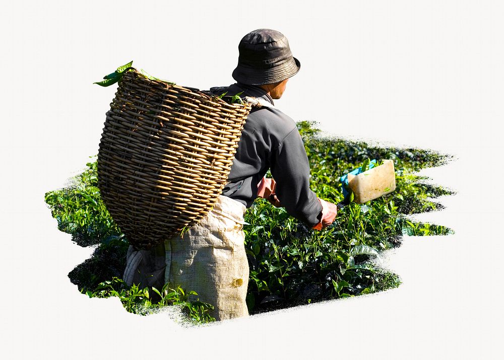 Tea picker harvesting tea leaves image element