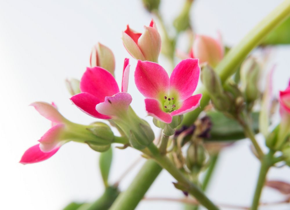 Closeup of a pink kalanchoe flower