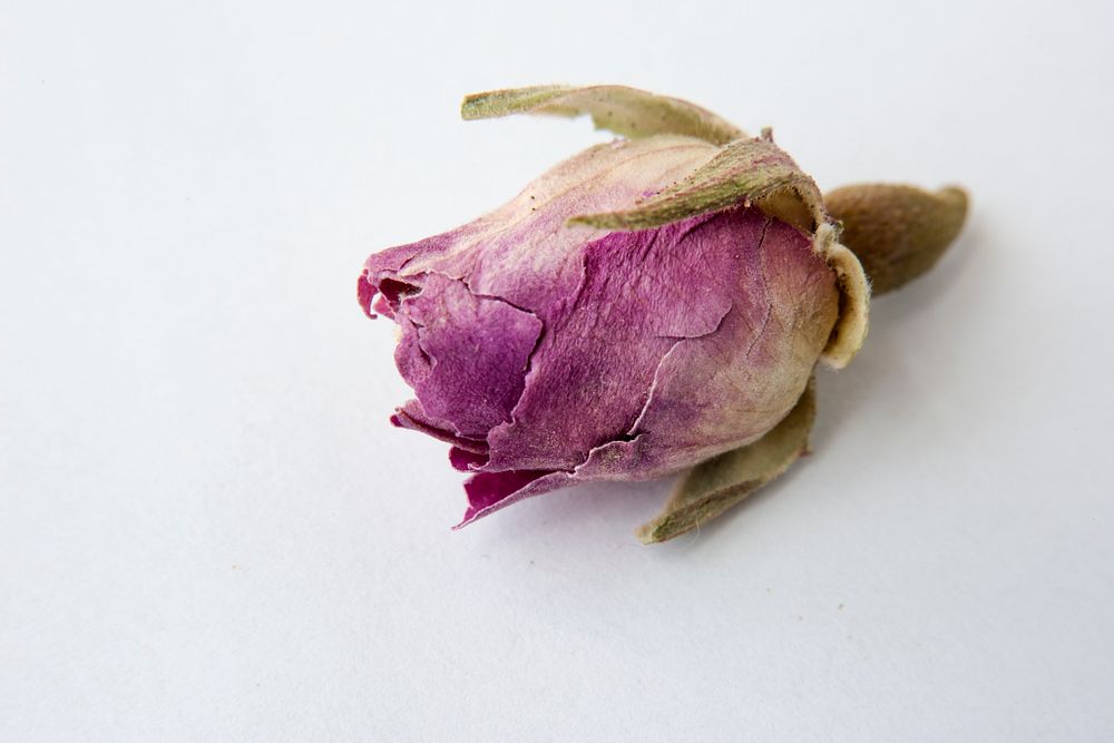 Dried single rose on white background