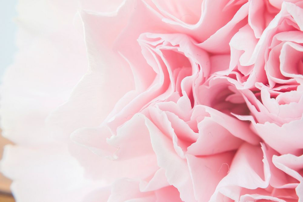 Spring background with pink carnation closeup
