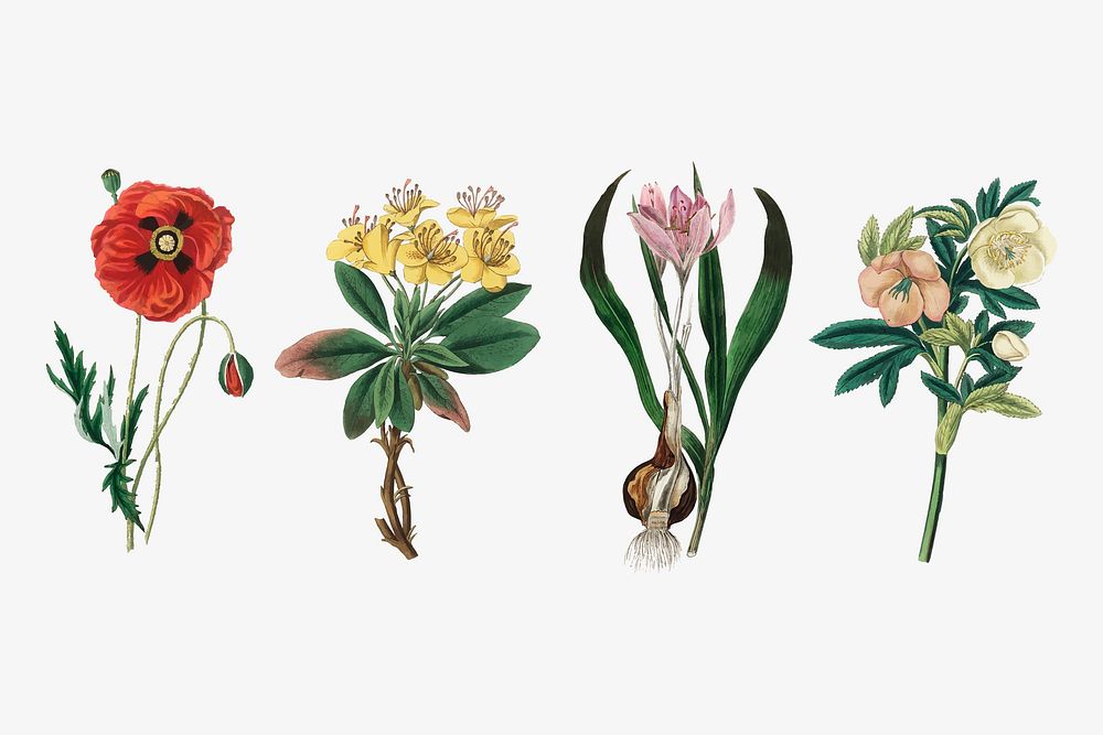 Vector botanical flower set illustrations