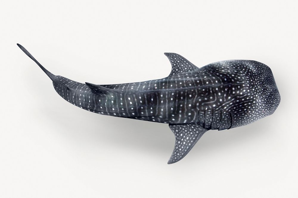 Whale shark sticker, sea animal photo psd