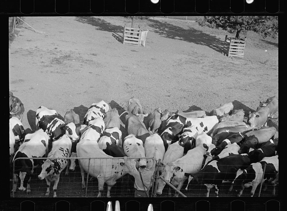 [Untitled photo, possibly related to: Cow about to be mated, Prince George's County, Maryland]. Sourced from the Library of…