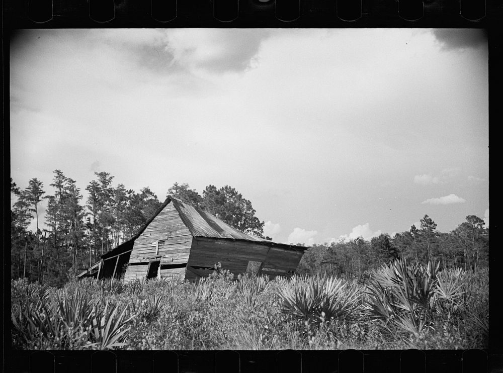Abandoned land and poor pasture at Florida Withlacoochee River Agricultural Demonstration Project near Brooksville, Florida.…